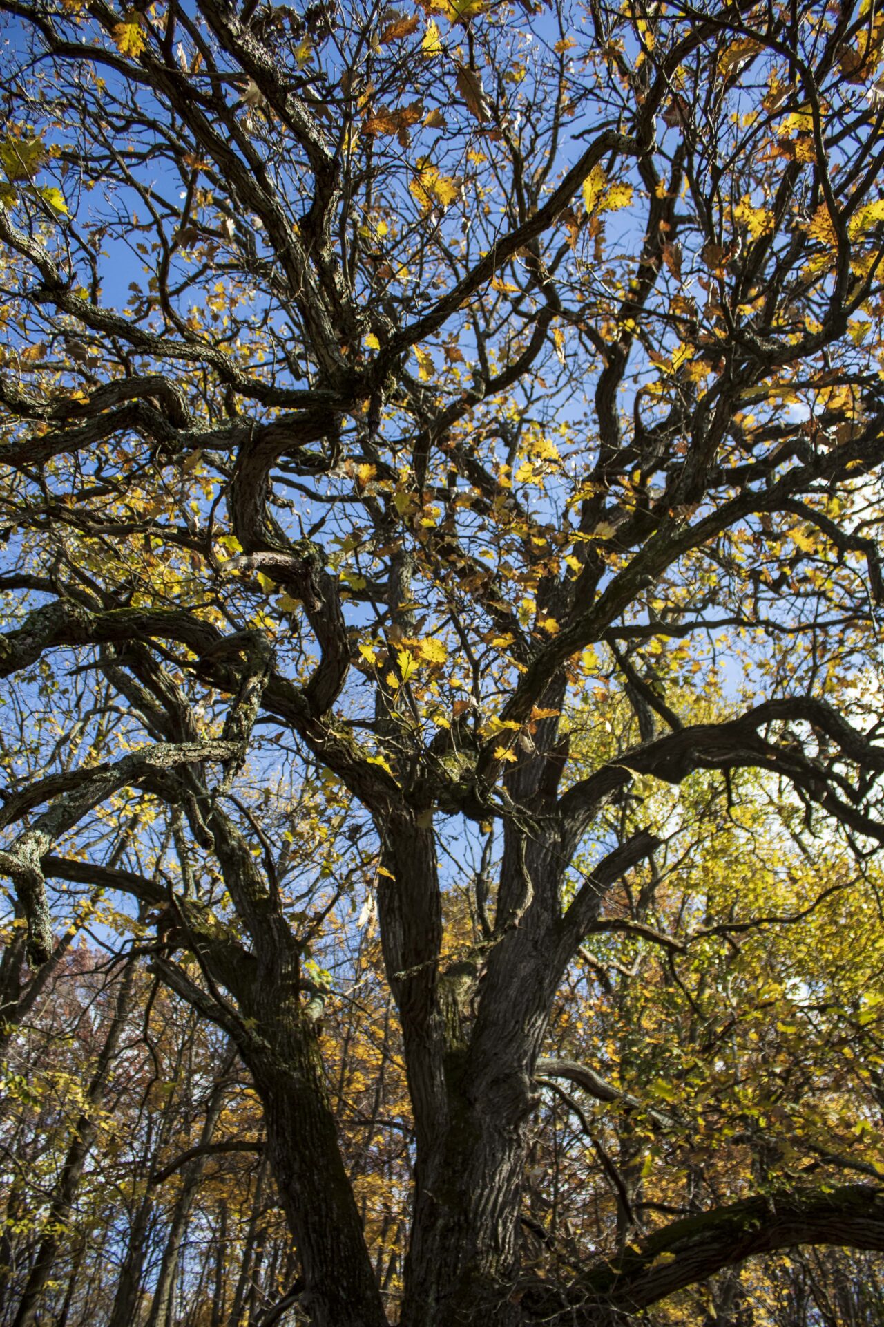 Oak Tree